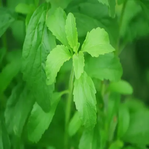 close-up of fresh green stevia plant leaves growing in soft natural light