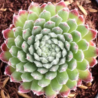 close-up of fuzzy green and red sempervivum houseleek rosettes in soil