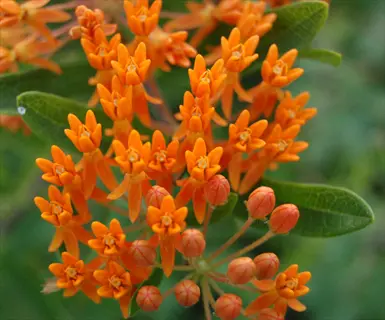 close-up of orange butterfly weed flower clusters with buds and green leaves