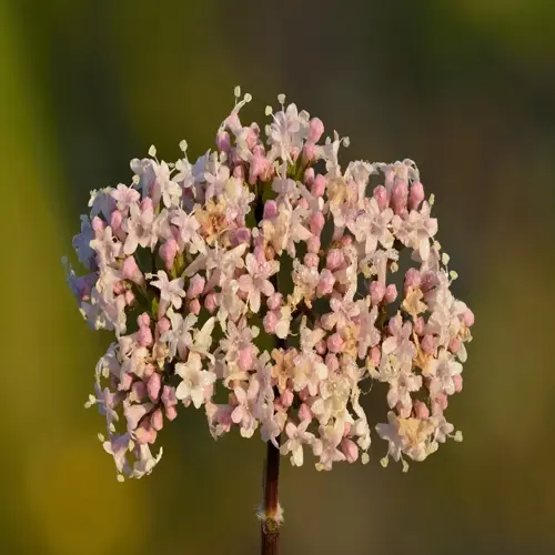 close-up of pink and white valerian plant flowers against a soft green background