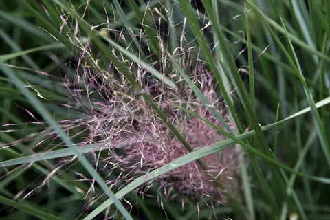 close-up of pink muhly grass with airy pink plumes among green blades
