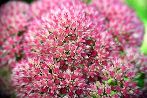 close-up of pink sedum autumn joy flower clusters in bloom