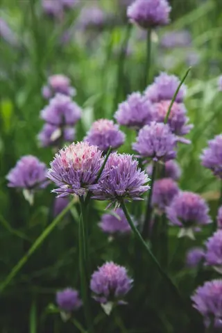 close-up of purple chive flowers blooming among green stems in a garden