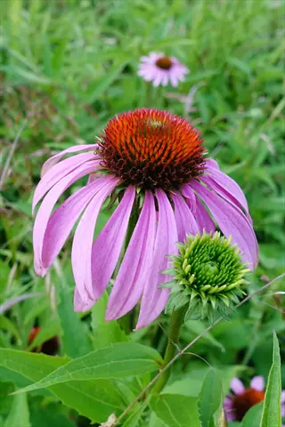 close-up of purple coneflower echinacea blooming in green garden foliage