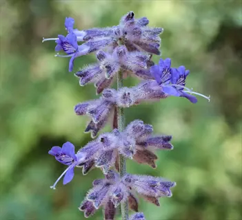 close-up of purple russian sage flowers against a soft green background