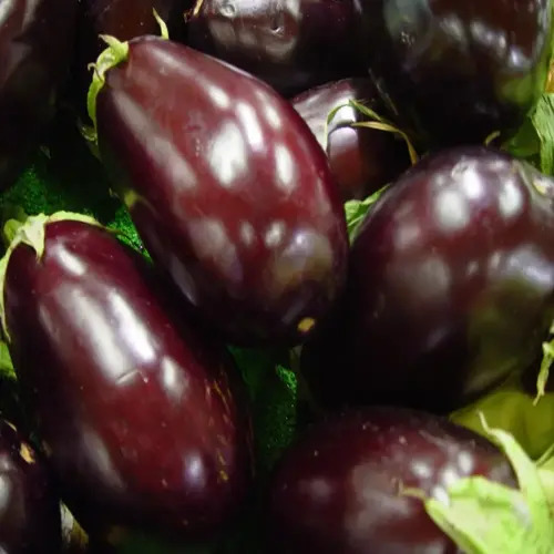 close-up of ripe purple eggplant garden harvest with glossy skins and green stems