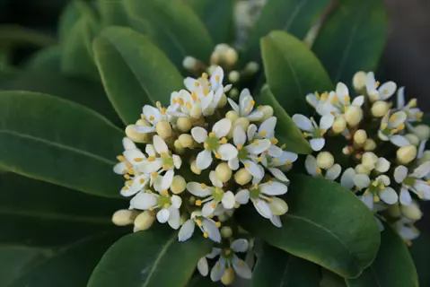 close-up of skimmia kew green flowers with white blossoms and dark green leaves