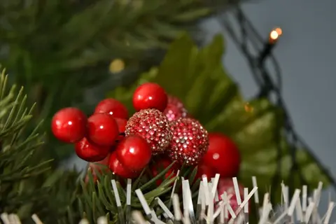 close-up of skimmia reevesiana berries with evergreen christmas decoration