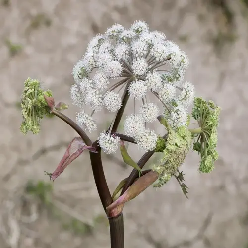 close-up of white angelica plant flower clusters with green buds on dark stems