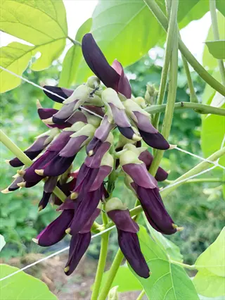 cluster of purple and pale salmon runner bean flower blooms among green leaves
