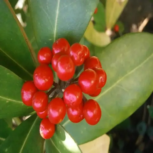 cluster of red skimmia japonica berries among glossy green leaves