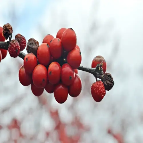 cluster of red winterberry holly berries on a bare branch against a snowy blurred background