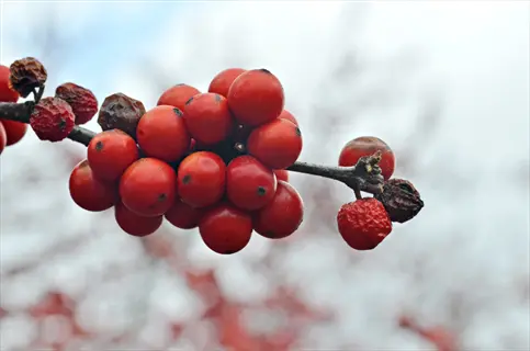 cluster of red winterberry holly berries on a branch in winter