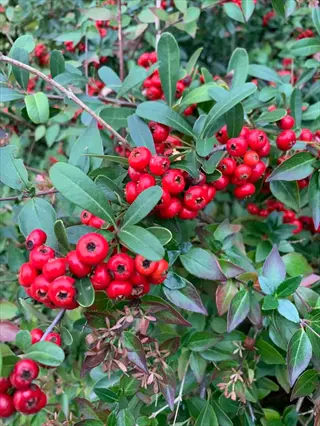 clusters of apache firethorn red berries among glossy green leaves