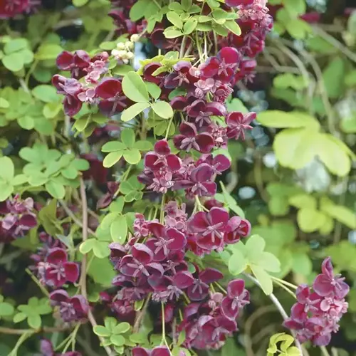 clusters of deep purple chocolate vine flowers among green leaves