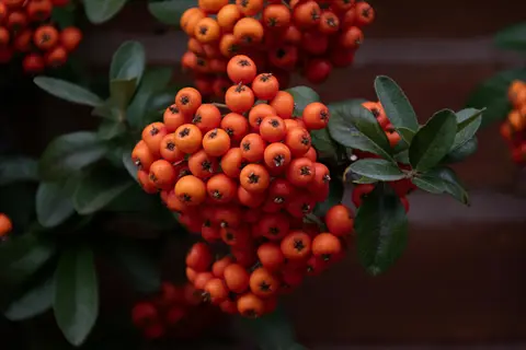 clusters of orange berries on a teton firethorn shrub with glossy green leaves