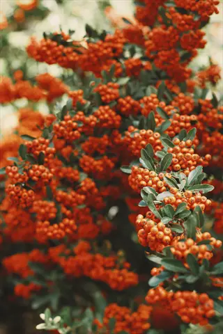 clusters of orange mohave firethorn berries growing among green leaves