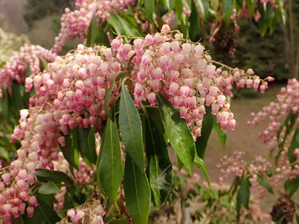 clusters of pink pieris flowers hanging among glossy green leaves