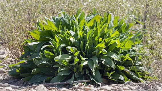 common sorrel leaves growing in a dense green clump on rocky soil