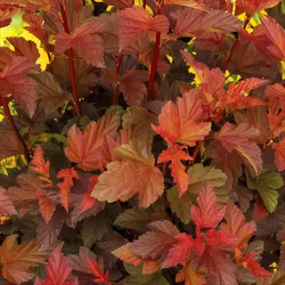 coppertina ninebark foliage with copper-red leaves in dense garden growth