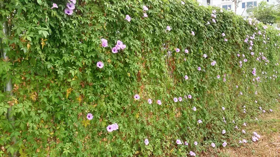creeper covered fence with green vines and purple flowers along a garden path