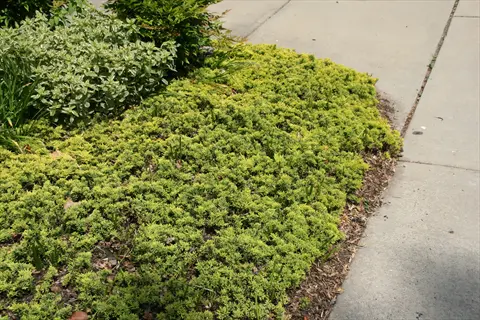 creeping juniper ground cover bordering a concrete sidewalk in a landscaped garden bed