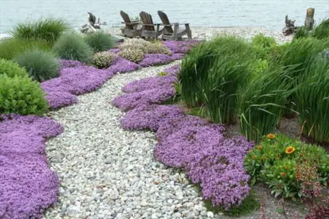 creeping thyme flowering path through a coastal garden with grasses and chairs by the water