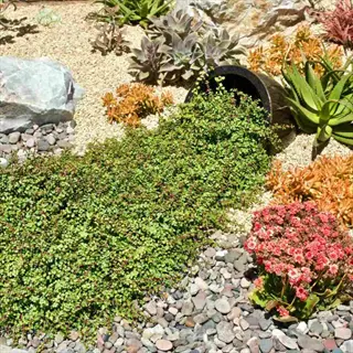 creeping thyme pavers with colorful succulents and pebbles in a sunny garden