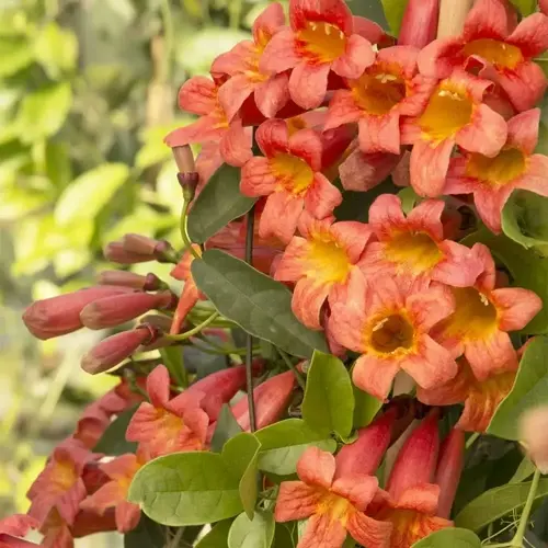 crossvine orange flowers with yellow throats and green leaves