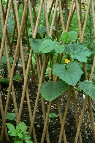 cucumber vine trellis with green leaves and yellow blossoms in a garden