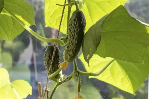 cucumbers growing on a cucumber plant trellis in sunlight