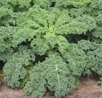 curly green leaves of a siberian kale plant growing in garden soil