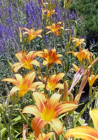 daylily orange bloom cluster in a sunny garden with purple flowers behind