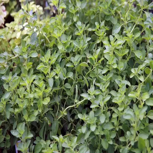dense green sweet marjoram plant with small oval leaves growing in a garden