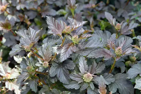 diabolo ninebark foliage with dark purple leaves and small flower buds