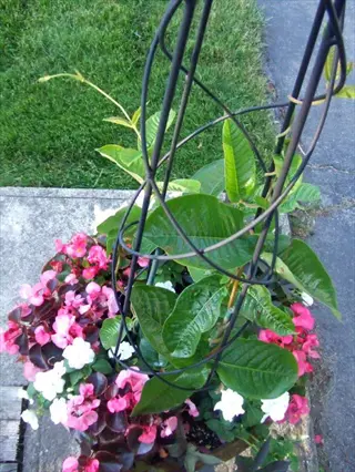 dipladenia hanging basket with pink and white blooms and green vines on a patio
