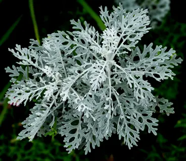 dusty miller silver foliage with lacy pale leaves against a dark green garden background