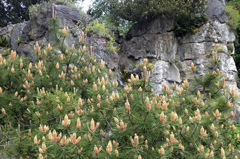 dwarf mugo pine rocks with cone-covered evergreen shrubs against a rugged stone garden backdrop
