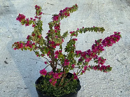dwarf weigela container with pink flowers in a black pot on gravel