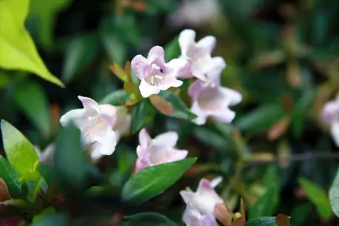 edward goucher abelia flowers blooming among glossy green leaves