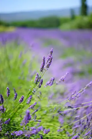 english lavender bloom in a purple field with soft green hills in the background
