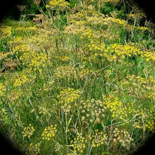 fennel plant garden with tall green stems and yellow flower umbels