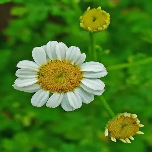 feverfew flowers closeup with white petals and yellow centers against green foliage