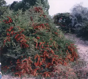fiery cascade firethorn shrub covered in red berries along a garden path
