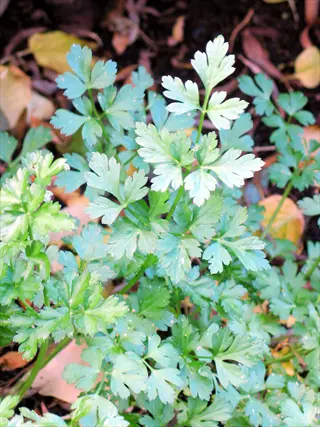 flat-leaf italian parsley growing in garden soil