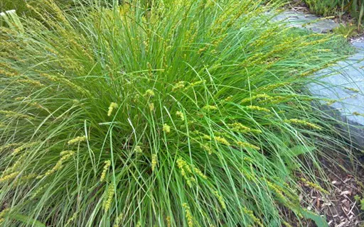 fox sedge plant with arching green leaves and yellow flower spikes in a garden bed