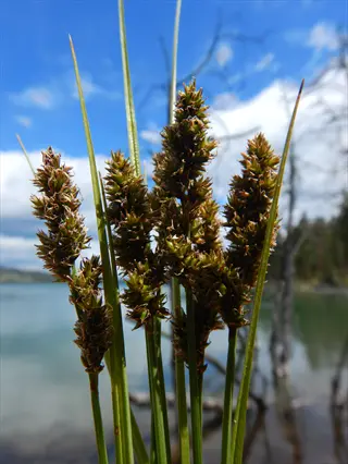 fox sedge wetland with clustered brown seed heads beside a lakeshore
