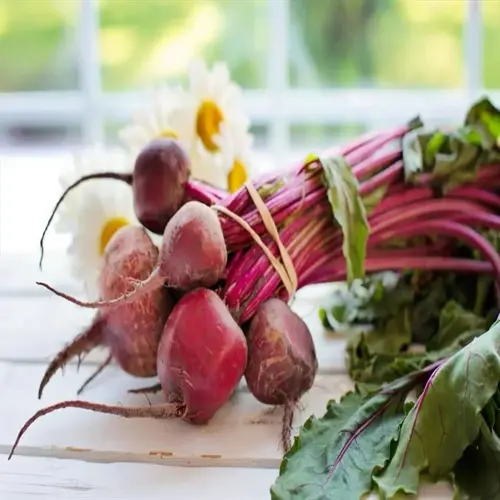 fresh beet plants garden harvest on a white table by a sunny window
