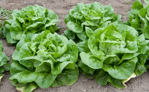 fresh butterhead lettuce head plants growing in garden soil