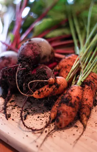fresh carrots beets garden soil on a wooden board after harvest